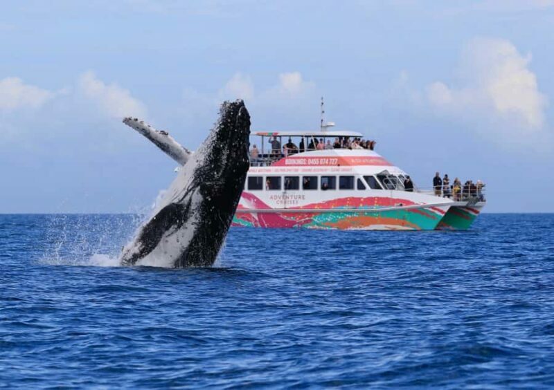 Hervey Bay: Half-Day Whale-Watching Cruise - Who Will Love This Tour?