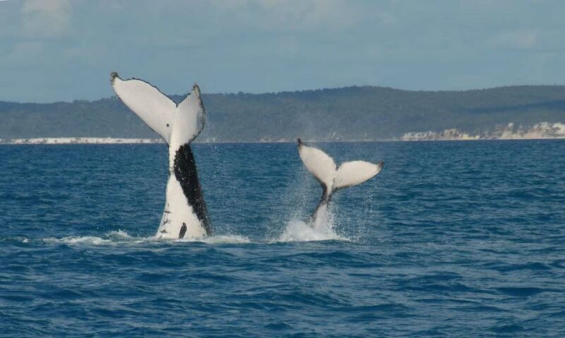 Hervey Bay: Half-Day Whale Watching Cruise With Meal - Key Points