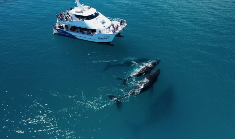 Hervey Bay: Half-Day Whale Watching Cruise With Meal - Whale Watching Highlights