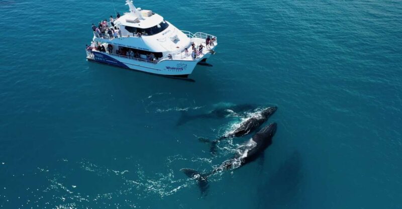Hervey Bay: Half-Day Whale Watching Cruise With Meal - Cruise Itinerary and Inclusions