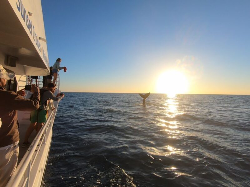 Hervey Bay: Half-Day Whale Watching Cruise With Meal - Accessibility and Amenities