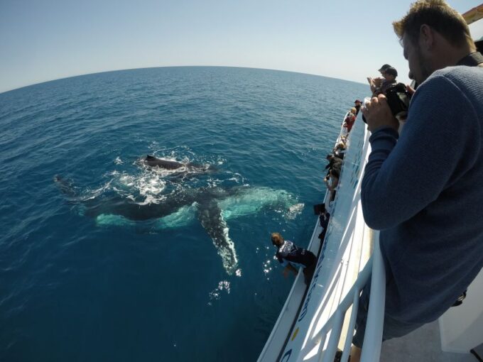 Hervey Bay: Half-Day Whale Watching Cruise With Meal - Booking and Cancellation Policy