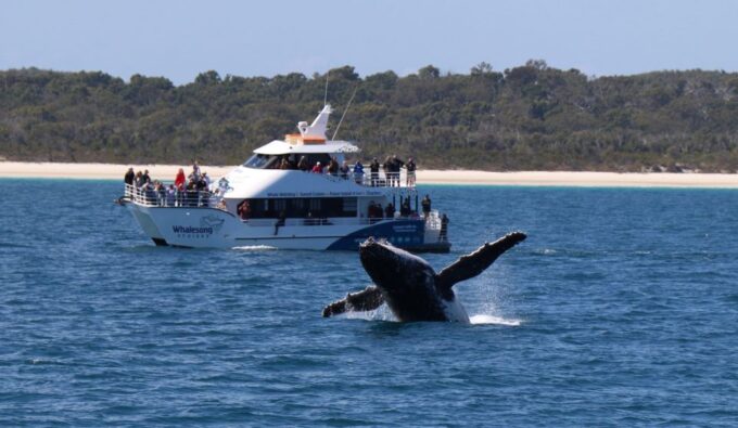 Hervey Bay: Half-Day Whale Watching Cruise With Meal - Vessel and Sustainability