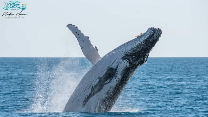 Hervey Bay: Humpback Whale-Watching Half-Day Cruise - An Overview of the Experience