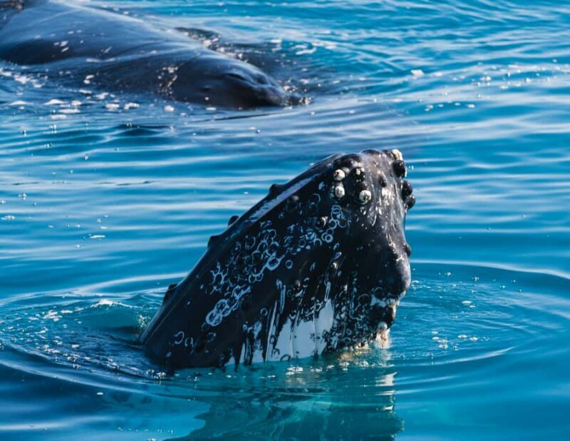 Hervey Bay: Humpback Whale-Watching Half-Day Cruise - The Quality of the Boat and Crew
