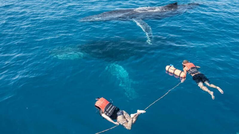 Hervey Bay: Humpback Whale-Watching Half-Day Cruise - The Cost and Value