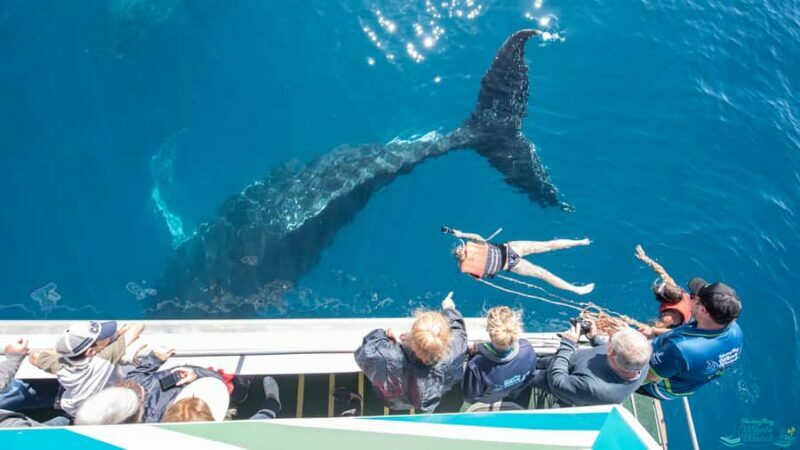 Hervey Bay: Humpback Whale-Watching Half-Day Cruise - The Sum Up
