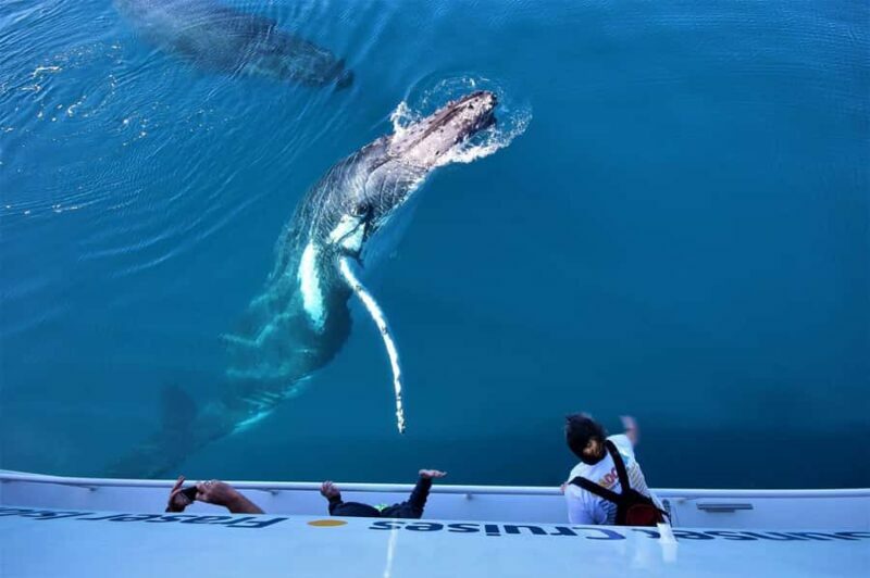 Hervey Bay: Pre-season Whale and Dolphin Watching Cruise - Key Points