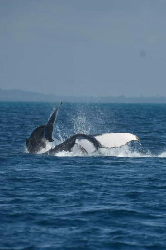 Hervey Bay: Pre-season Whale and Dolphin Watching Cruise - Value and Pricing: Is It Worth It?