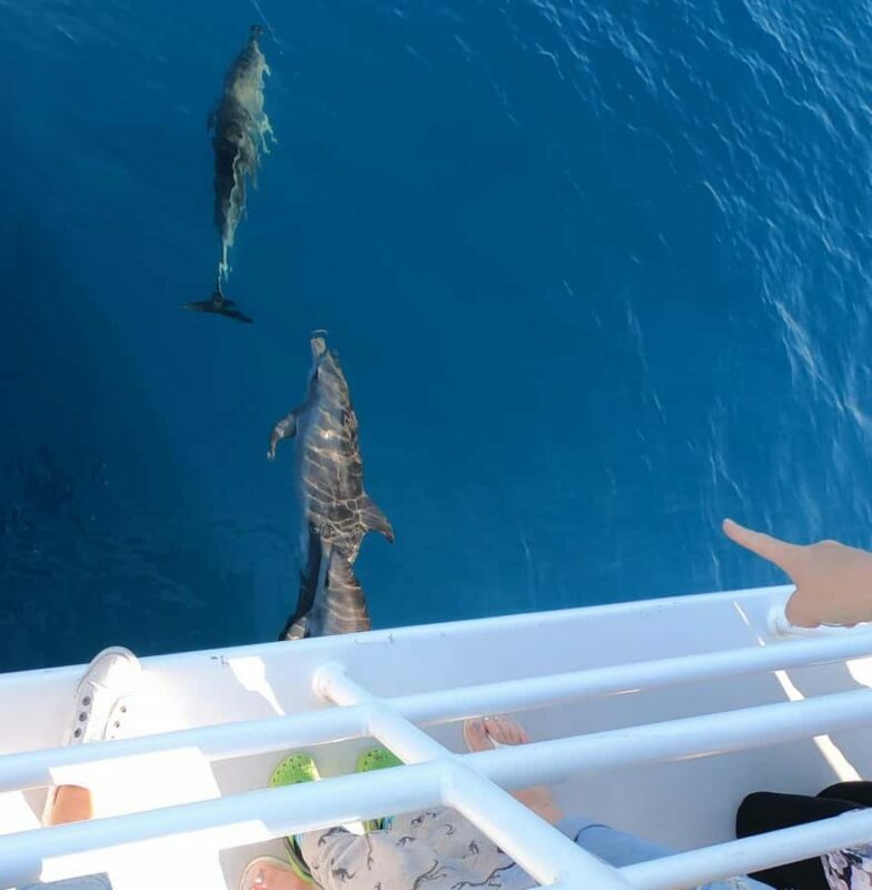 Hervey Bay: Pre-season Whale and Dolphin Watching Cruise - Authentic Experiences from Other Travelers