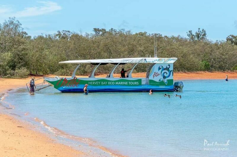 Hervey Bay: Turtle Discovery Eco Tour - Introduction