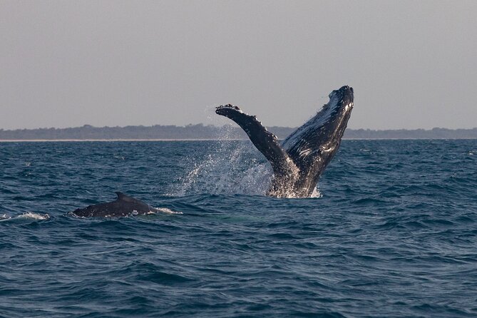Hervey Bay Ultimate Whale Watching Cruise - Explore Hervey Bay