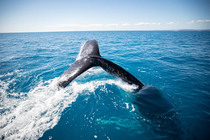 Hervey Bay Ultimate Whale Watching Cruise - Spot Humpback Whales