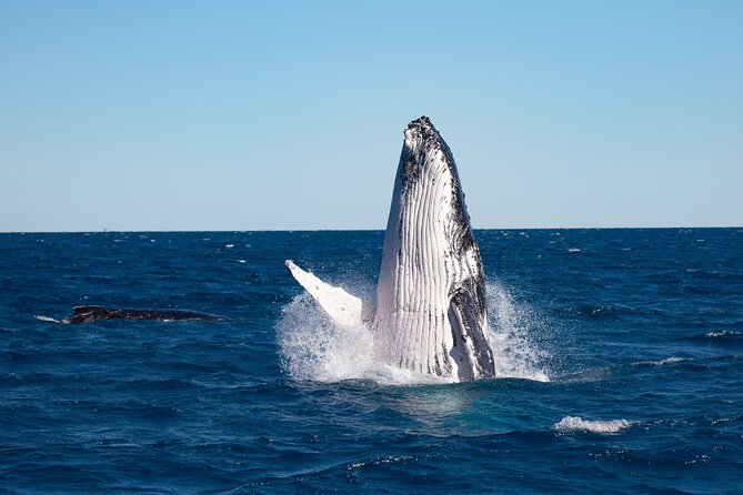 Hervey Bay Ultimate Whale Watching Cruise - Whale Communications