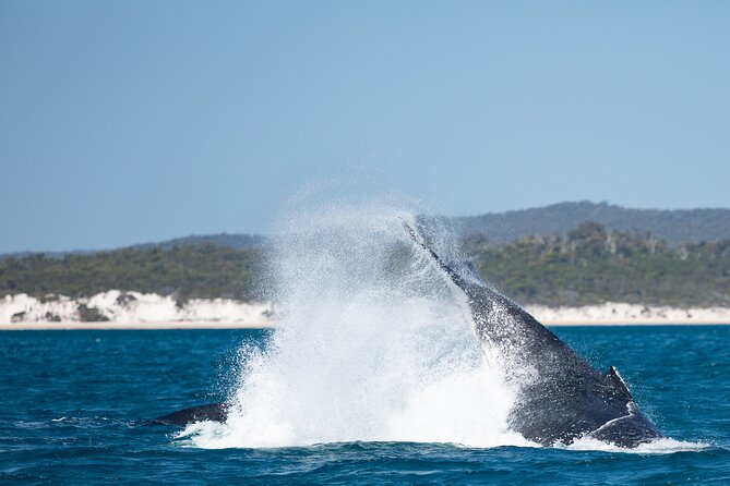 Hervey Bay Ultimate Whale Watching Cruise - Certified Naturalists