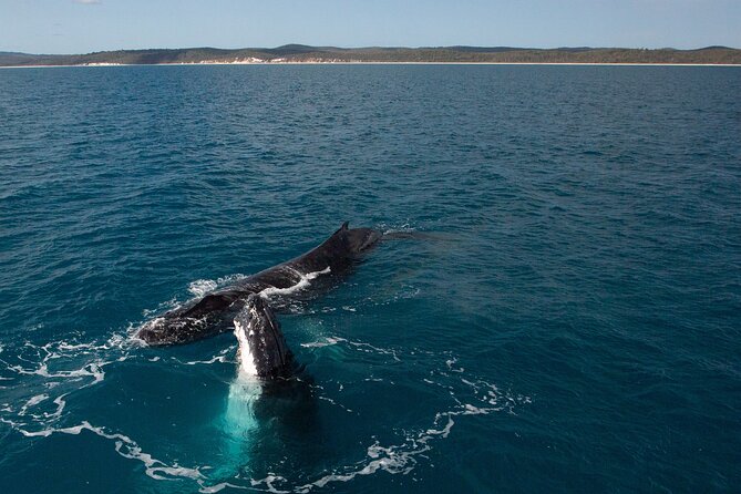 Hervey Bay Ultimate Whale Watching Cruise - Important Information