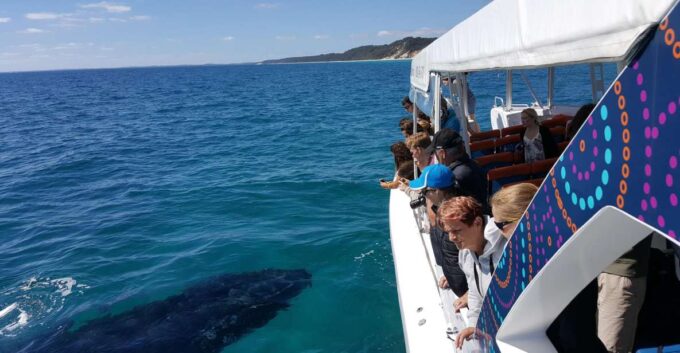Hervey Bay: Ultimate Whale Watching Experience - Guaranteed Whale Sightings