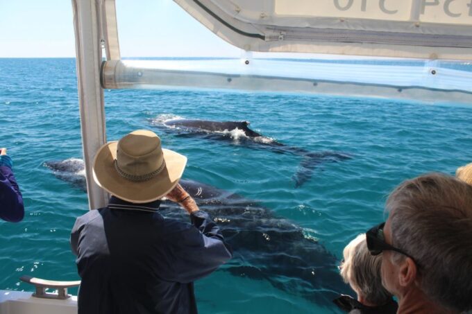 Hervey Bay: Ultimate Whale Watching Experience - Convenient Cancellation Policy