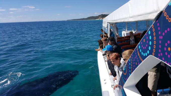 Hervey Bay: Ultimate Whale Watching Experience - Recap