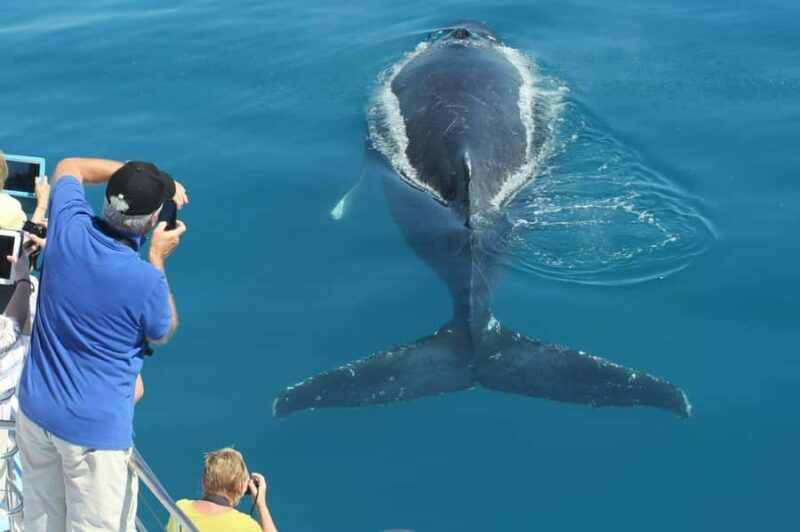 Hervey Bay Whale Odyssey Cruise - Starting Point and Logistics
