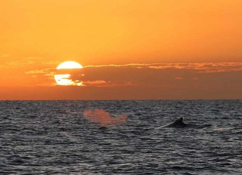 Hervey Bay Whale Odyssey Cruise - Food and Beverages