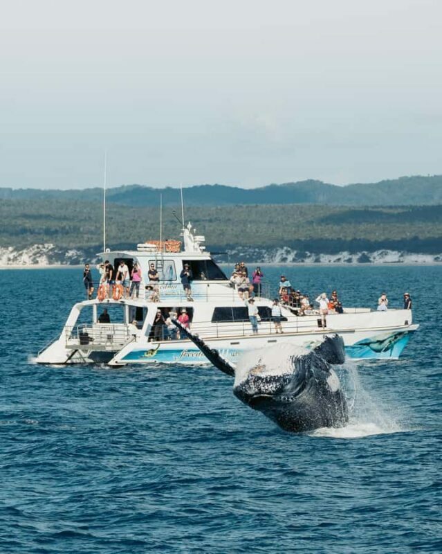 Hervey Bay Whale Odyssey Cruise - The Price and Value