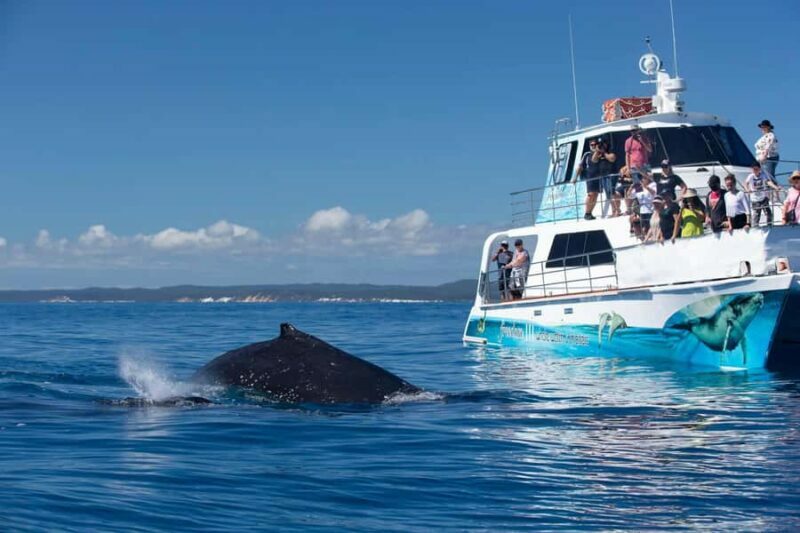 Hervey Bay Whale Odyssey Cruise - Reviews and Authentic Experiences