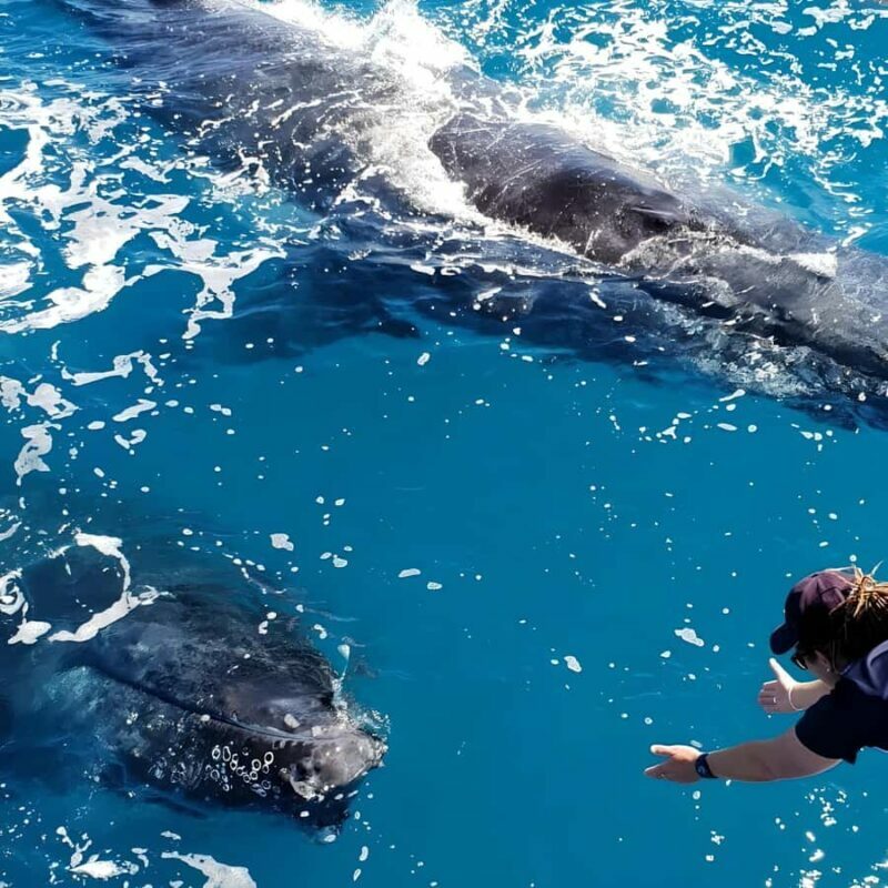 Hervey Bay Whale Odyssey Cruise - Who Will Love This Tour