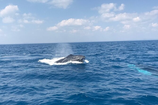 Hervey Bay Whale Swim and Watch - Inclusion and Facilities