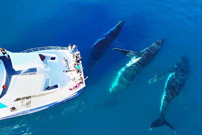 Hervey Bay Whale Watching Cruise - Key Points
