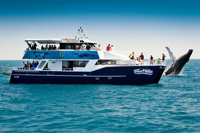 Hervey Bay Whale Watching Cruise - Why Travelers Rave About This Tour