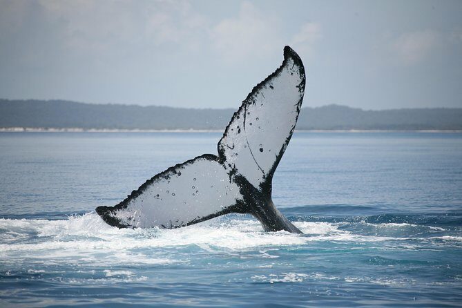 Hervey Bay Whale Watching Cruise - The Overall Experience: A Balance of Fun, Education, and Value