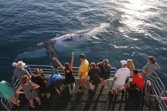 Hervey Bay Whale Watching Cruise - Frequently Asked Questions