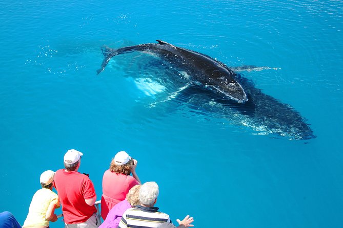 Hervey Bay Whale Watching Cruise - Whale Watching Activities