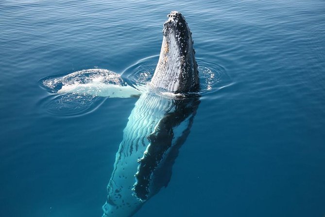 Hervey Bay Whale Watching Cruise - Accessibility and Requirements
