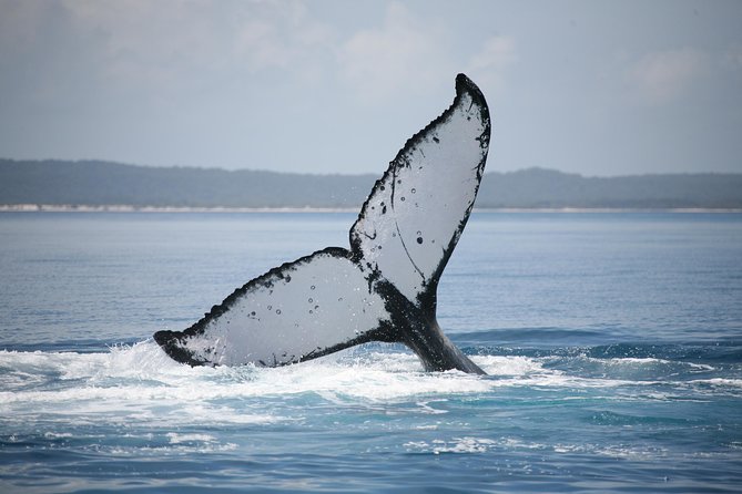 Hervey Bay Whale Watching Cruise - Guaranteed Whale Sightings