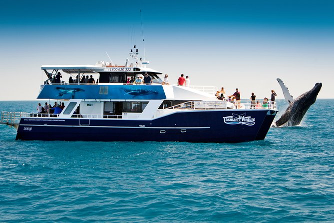 Hervey Bay Whale Watching Cruise - Additional Information