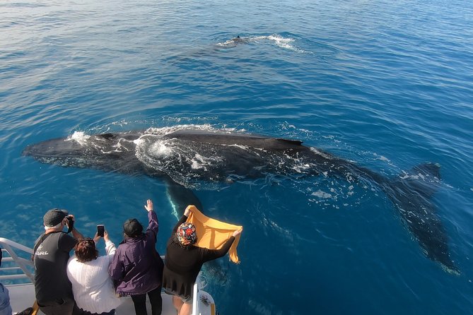Hervey Bay Whale Watching Experience - Pickup Information