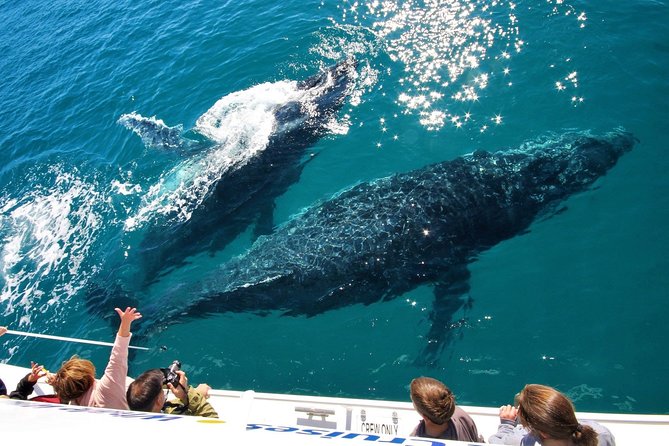 Hervey Bay Whale Watching Experience - Confirmation and Accessibility