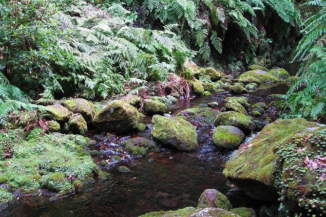 Hidden Corners: Levada Walk From Funchal - What the Tour Includes