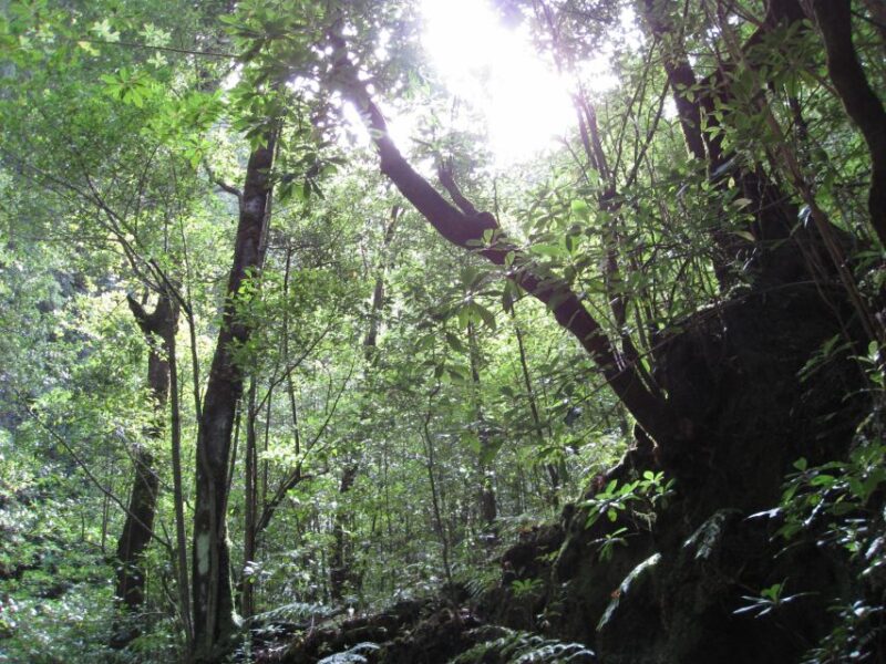 Hidden Corners, the Kings Levada Full Day Hike - Experience Highlights