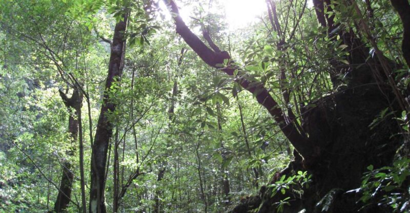 Hidden Corners, the Kings Levada Full Day Hike - Transportation and Pickup
