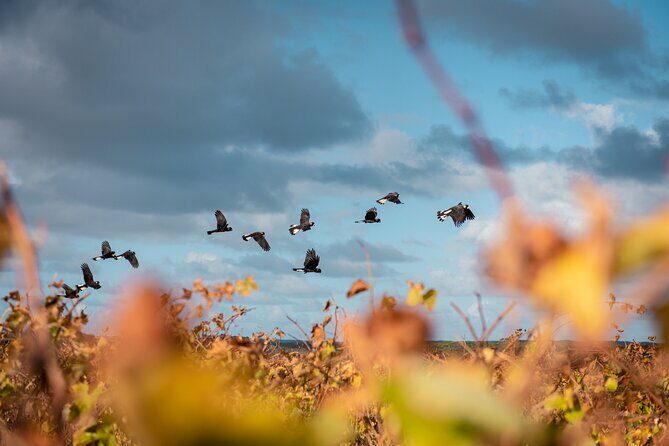 Hidden Gems: Boutique Full-Day Wine, Farm & Lunch Tour - Summary: Who Should Book This Tour?