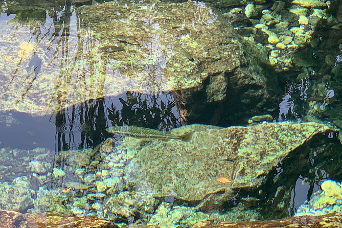 Hidden Gems of the North, Puerto Rico Private Tour - Relaxing in Crystal Springs