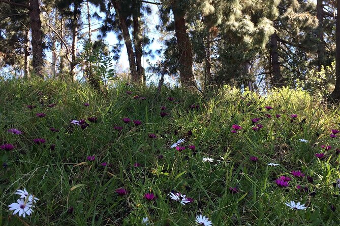 Hidden Nature Walks in the City Private Tour - Inclusions