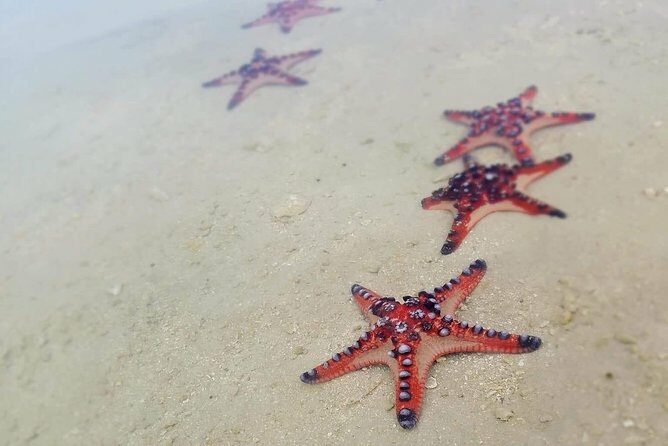 Hideaway Island Escape, Blue Lagoon and Turtle Experience - Introduction