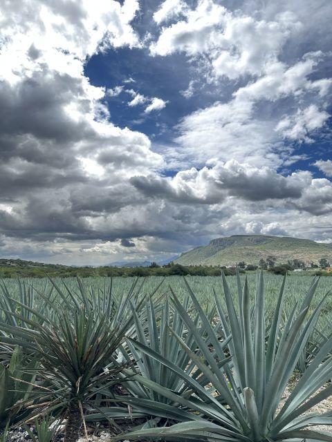 Hierve El Agua, Native Towns and Mezcal Full-Day Tour - Key Points