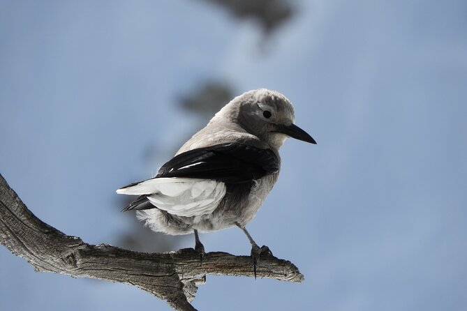 High Country Birding Hike and Hot Spring Soak From Denver - Naturalist Guide Expertise