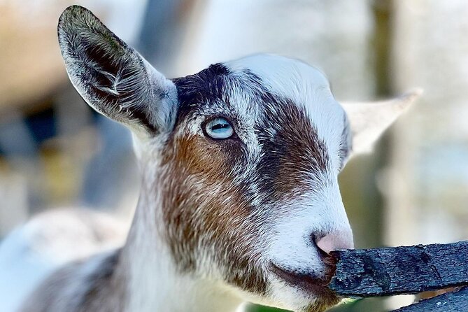 High Goat Jumble in Ontario - Goat Walking and Cuddling