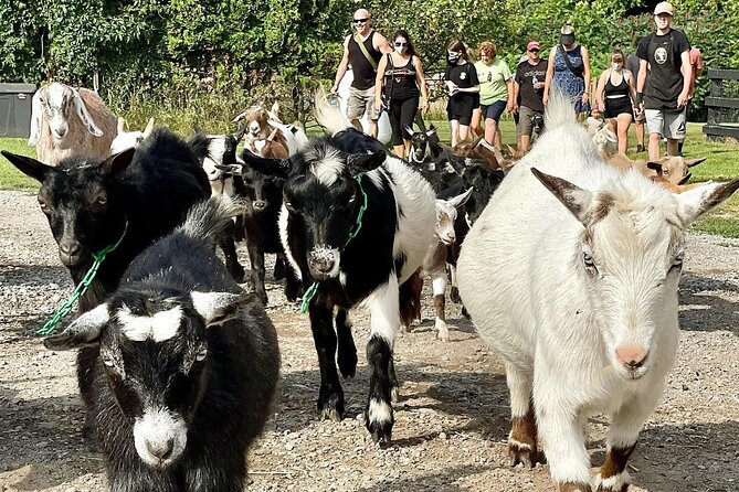 High Goat Jumble in Ontario - On-site Café and Refreshments